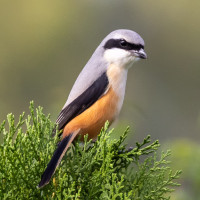 Long-tailed Shrike